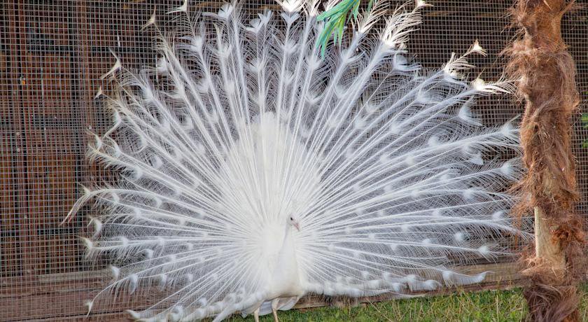 Гостиница Пансионат Тиздар Пересыпь-18