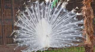 Гостиница Пансионат Тиздар Пересыпь Двухместный номер с 1 кроватью или 2 отдельными кроватями и видом на море-16