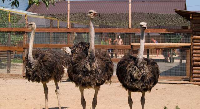 Гостиница Пансионат Тиздар Пересыпь-5